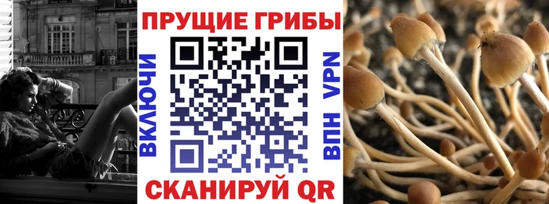 Купить закладки  Мегион  Псилоцибиновые грибы Magic Shrooms 